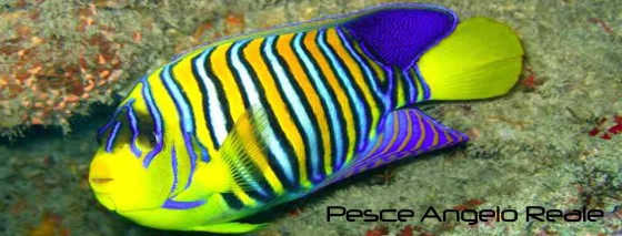 Scuba Diving To Watamu Exclusive Services Malindi Kenya